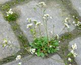 Erophila verna