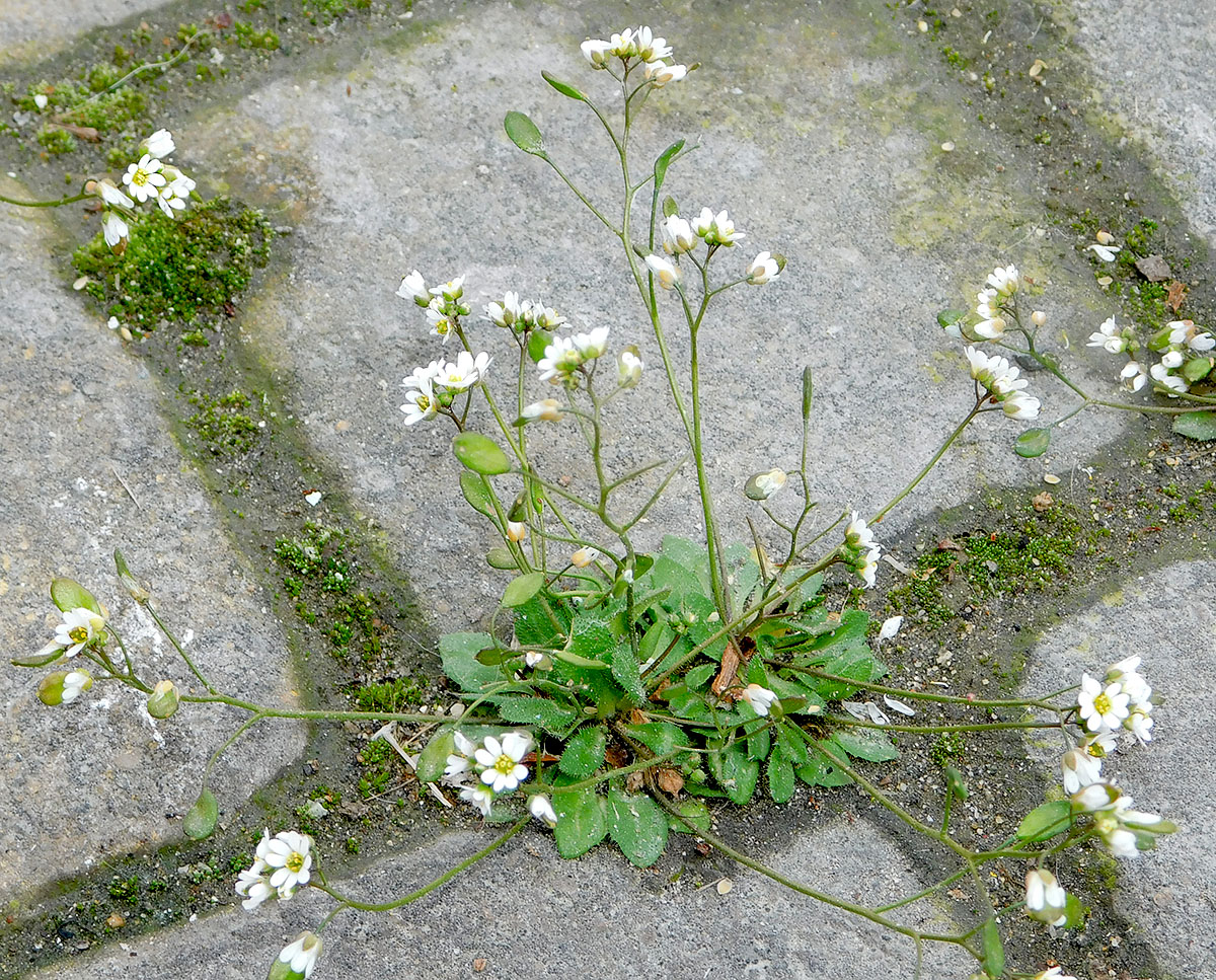 Изображение особи Erophila verna.