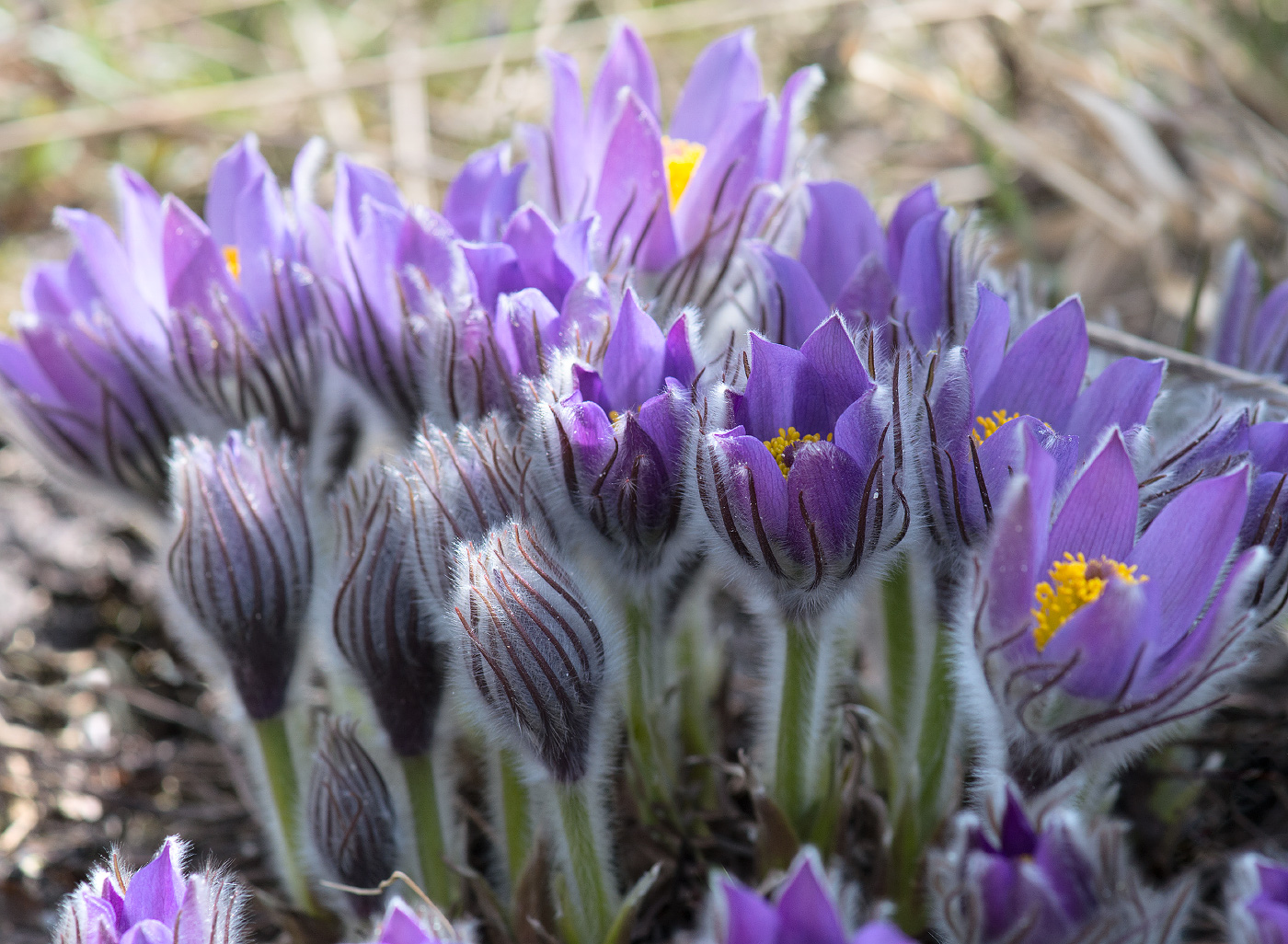 Изображение особи Pulsatilla patens.