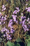 Limonium scoparium