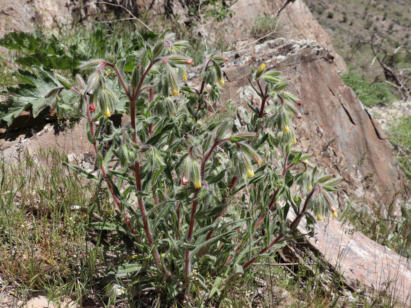 Image of Onosma dichroantha specimen.