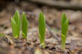 Veratrum lobelianum. Молодые побеги. Краснодарский край, Туапсинский р-н, Главный Кавказский хр., окр. горы Семиглавая, высота 1400 м н.у.м., берёзово-грабовое криволесье. 28.05.2023.