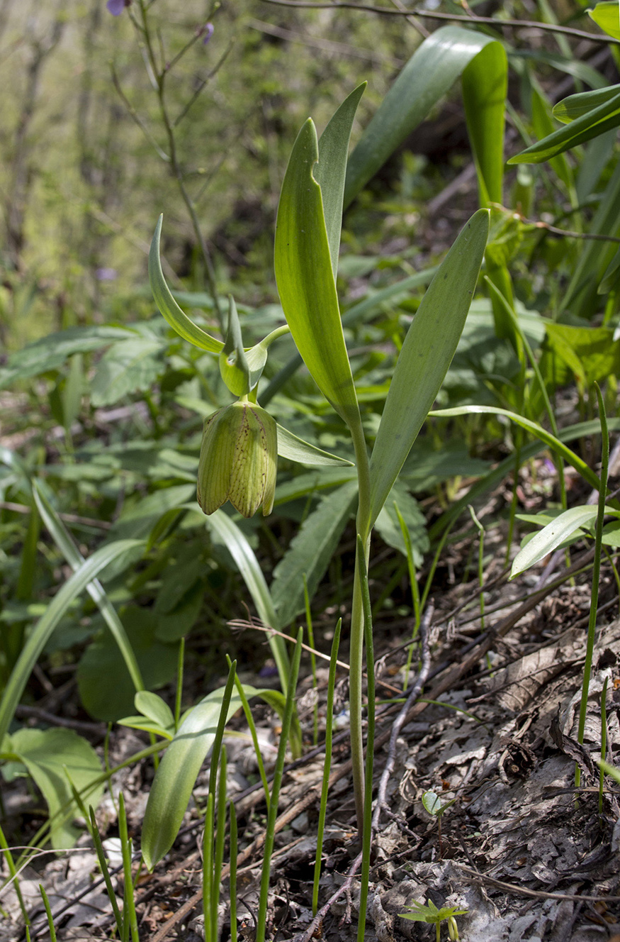 Image of Fritillaria ophioglossifolia specimen.