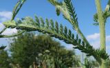 Achillea millefolium