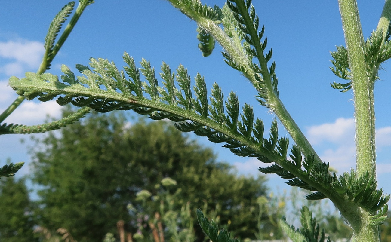 Image of Achillea millefolium specimen.