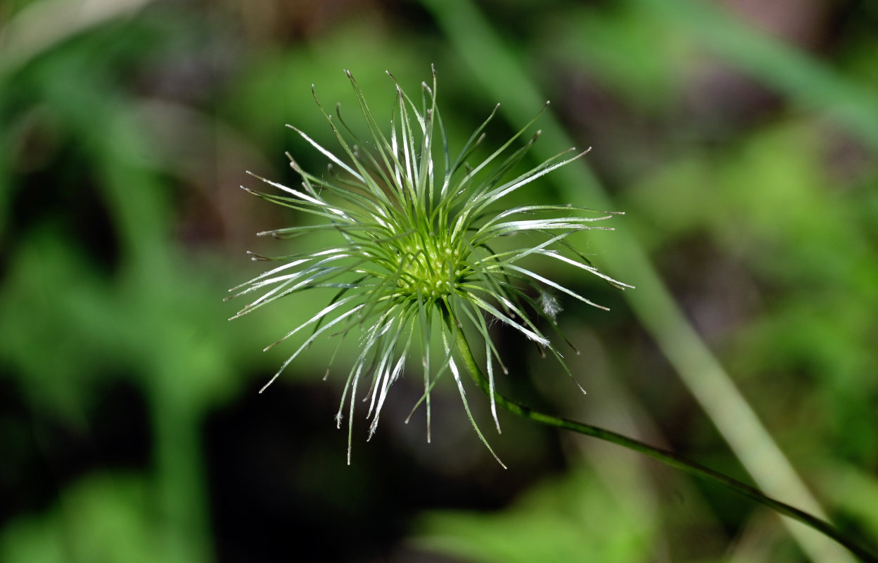 Изображение особи Atragene sibirica.