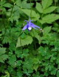 Aquilegia amurensis. Верхушка цветущего растения. Хабаровский край, р-н им. Полины Осипенко, хр. Дуссе-Алинь, берег оз. Горное, ≈ 1300 м н.у.м., у воды. 20.07.2021.