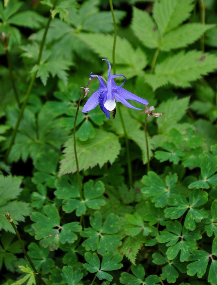 Изображение особи Aquilegia amurensis.