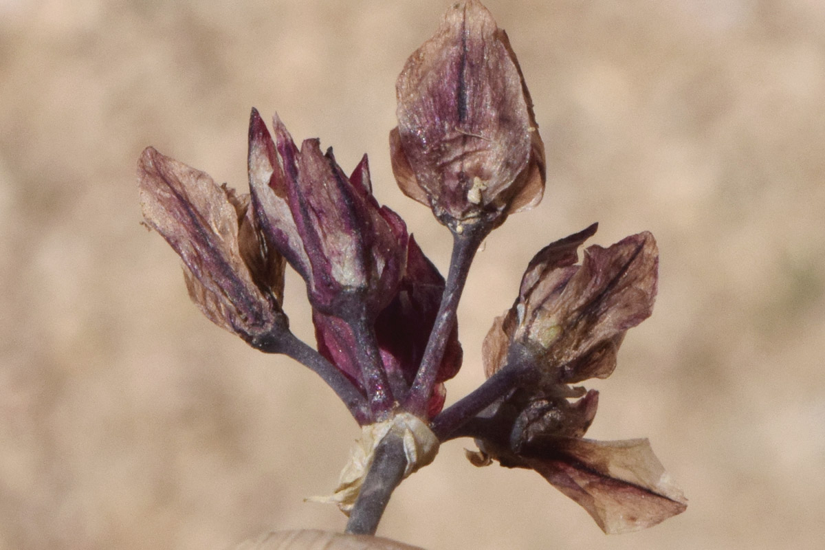 Изображение особи Allium oreophilum.