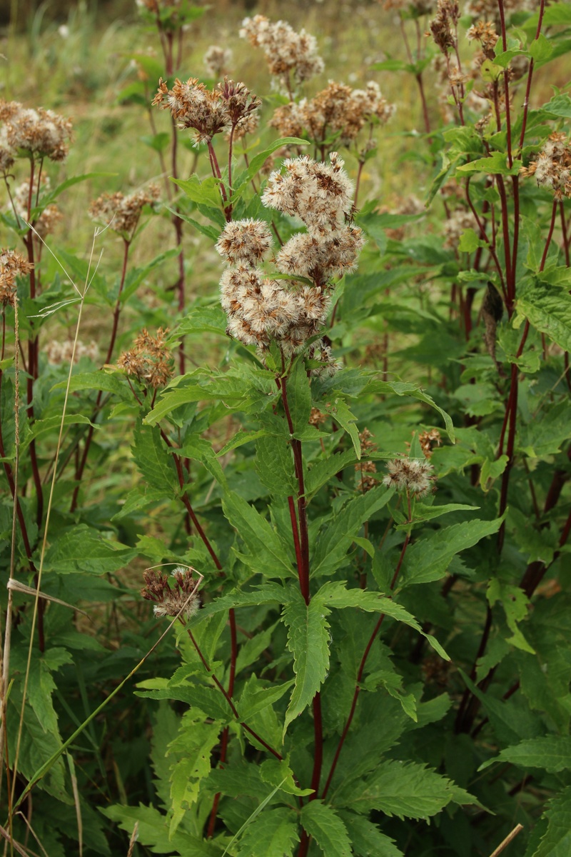 Изображение особи Eupatorium cannabinum.