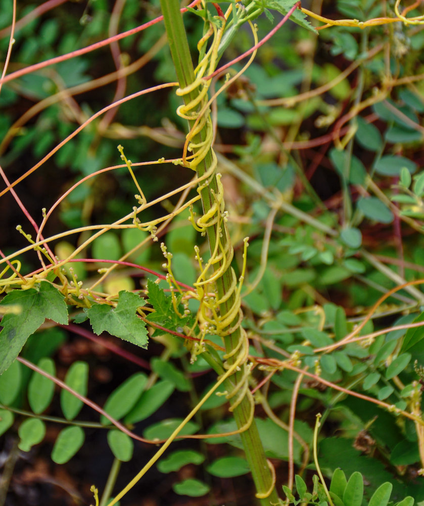 Image of genus Cuscuta specimen.