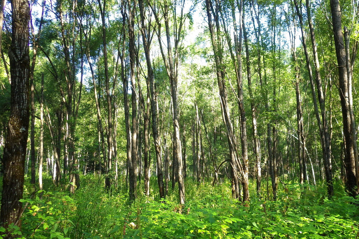 Image of Salix rorida specimen.