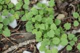 Lamium amplexicaule