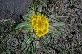 Inula rhizocephala. Цветущее растение. Киргизия, Ошская обл., Памир, Заалайский хр., берег оз. Тулпар-Кёль, ≈ 3600 м н.у.м., каменистый склон. 04.07.2022.