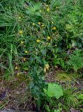 Picris japonica. Цветущее растение в сообществе с Artemisia. Сахалин, Корсаковский гор. округ, мыс Великан, подножие лугового склона. 10.08.2023.