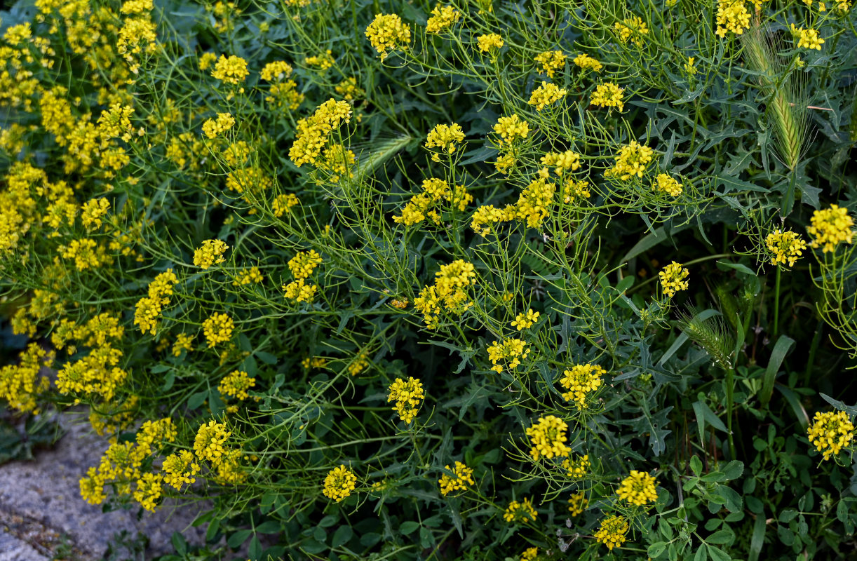 Изображение особи Sisymbrium loeselii.