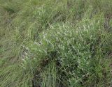 Astragalus sulcatus