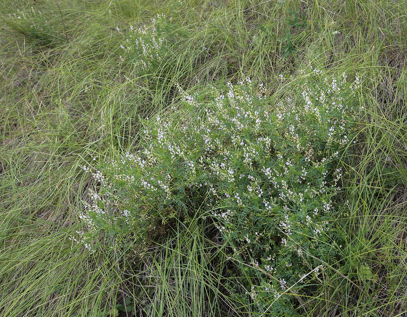 Image of Astragalus sulcatus specimen.