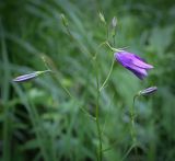 Campanula patula. Верхушка цветущего растения. Пермский край, Кунгурский р-н, правый берег р. Сылва, ур. Камень Ермак, берёзово-сосновый лес, сырой луг. 11.06.2023.