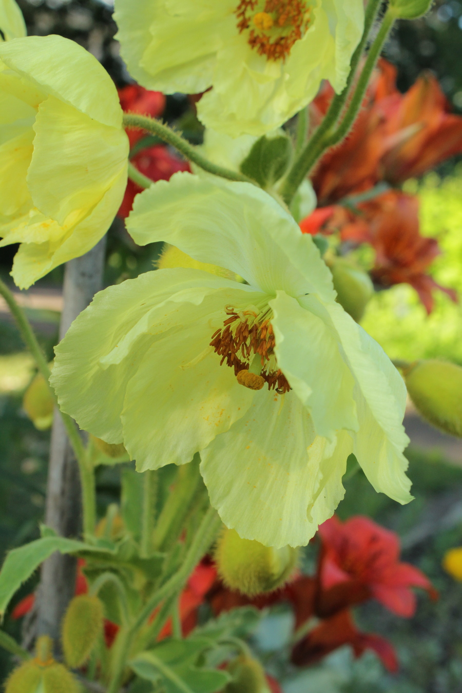 Изображение особи Meconopsis paniculata.