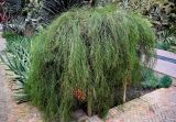 Russelia equisetiformis. Цветущее растение. Марокко, обл. Марракеш - Сафи, г. Марракеш, в культуре. 31.12.2022.