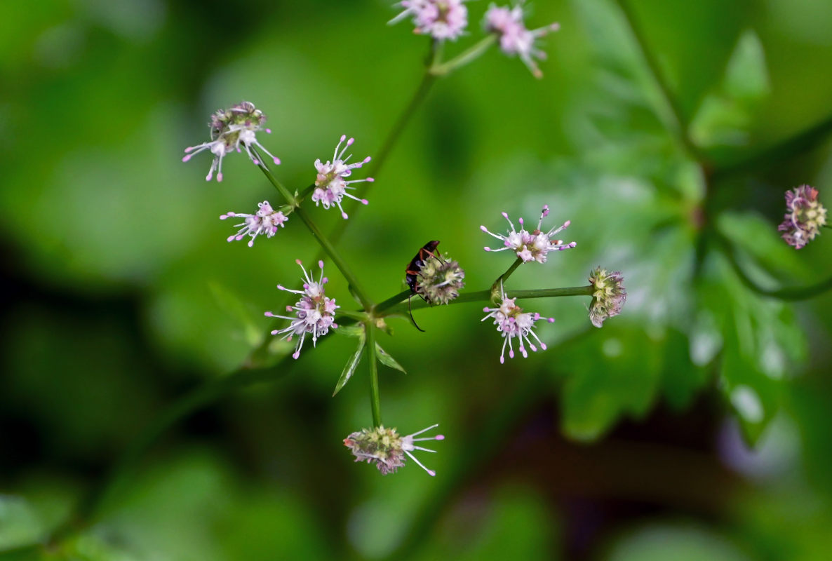 Изображение особи Sanicula europaea.