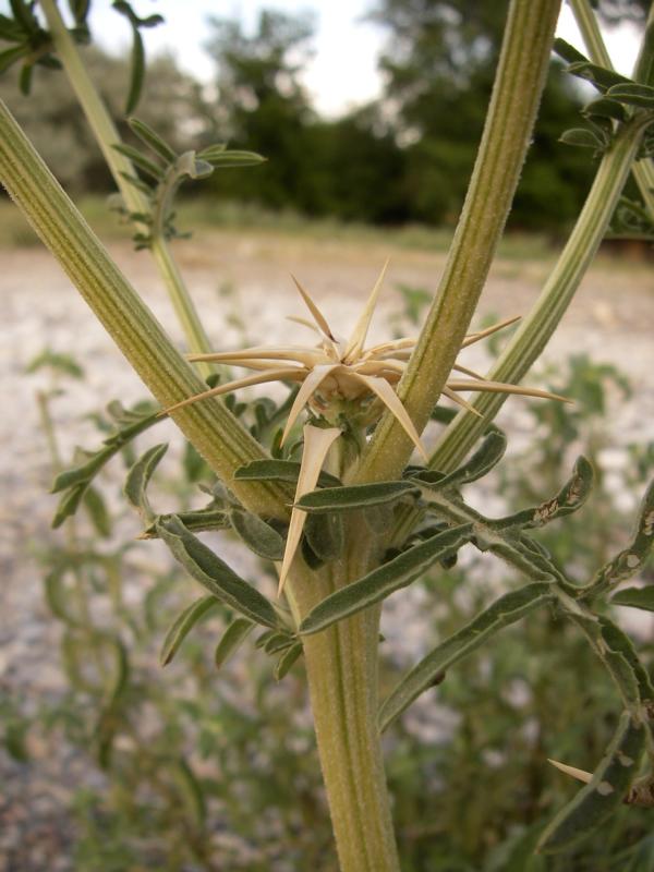 Image of Centaurea iberica specimen.
