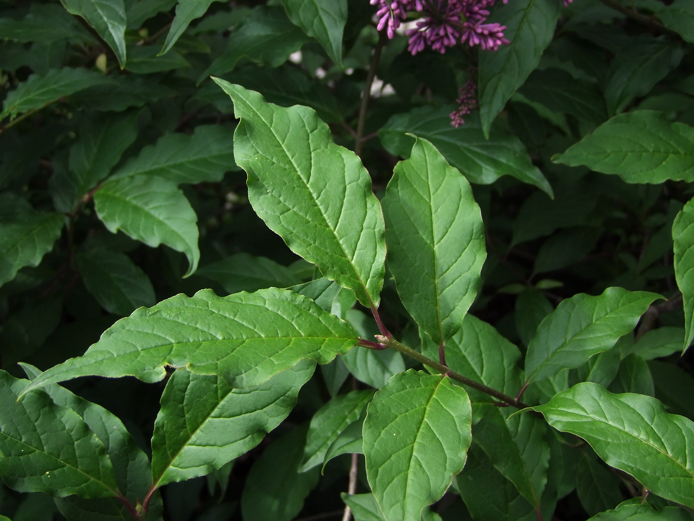 Image of Syringa josikaea specimen.