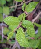 Carpinus betulus. Верхушка веточки. Абхазия, Гагрский р-н, окр. с. Лдзаа, широколиственный лес. 11.04.2024.