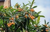 Eriobotrya japonica. Верхушки ветвей с плодами. Грузия, г. Тбилиси, в культуре. 10.06.2023.