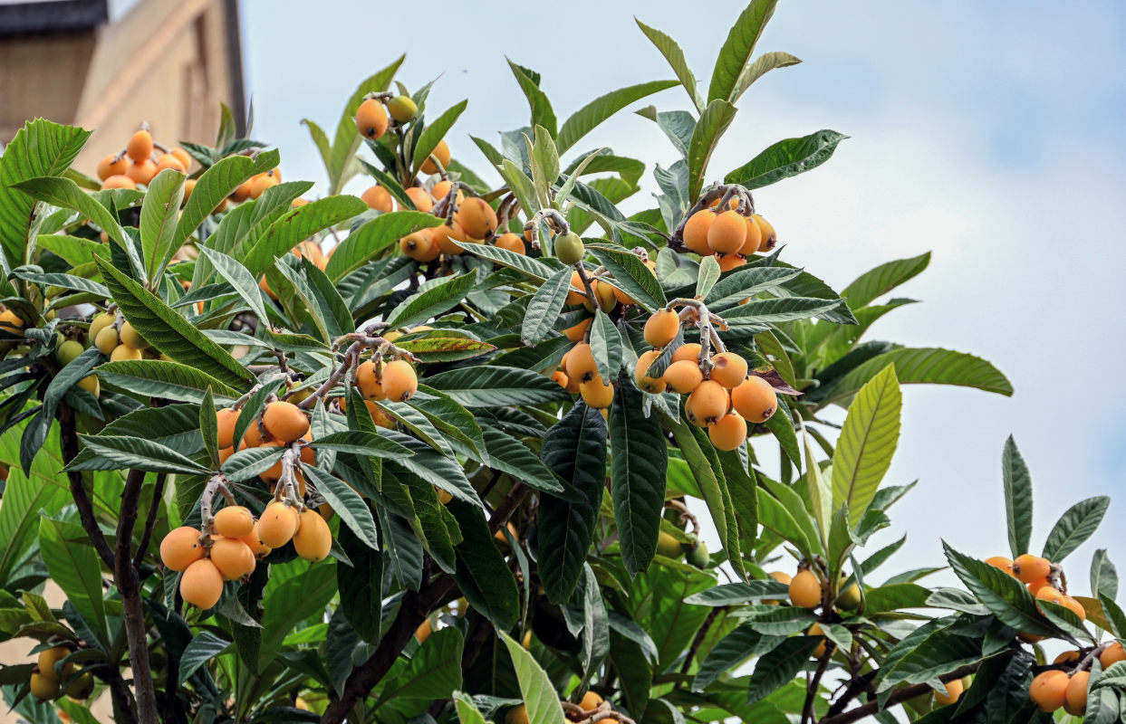 Изображение особи Eriobotrya japonica.