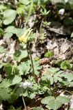 Corydalis pallidiflora