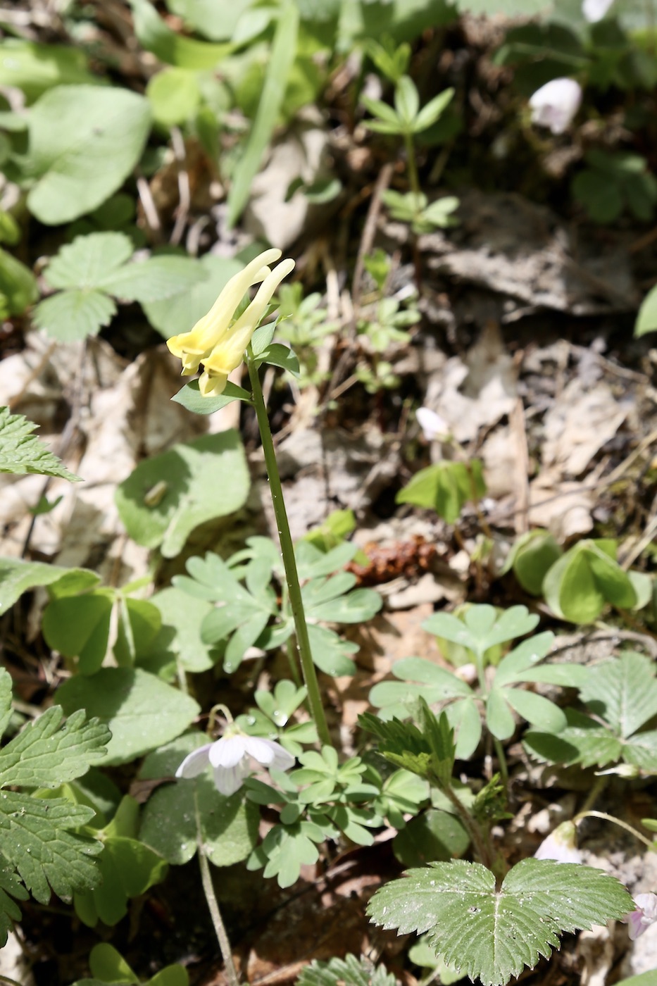 Image of Corydalis pallidiflora specimen.