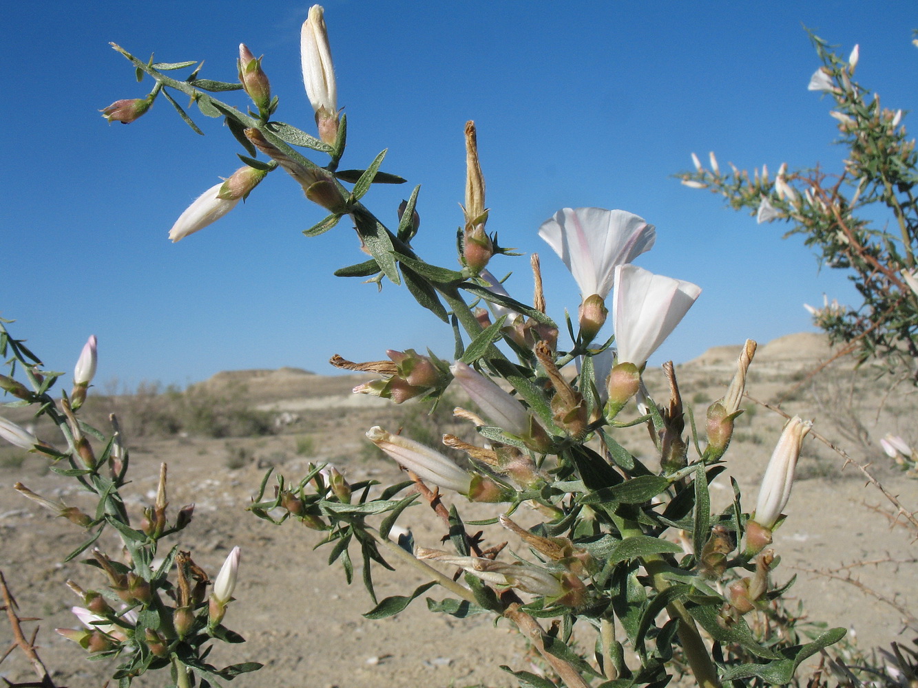 Image of Convolvulus fruticosus specimen.