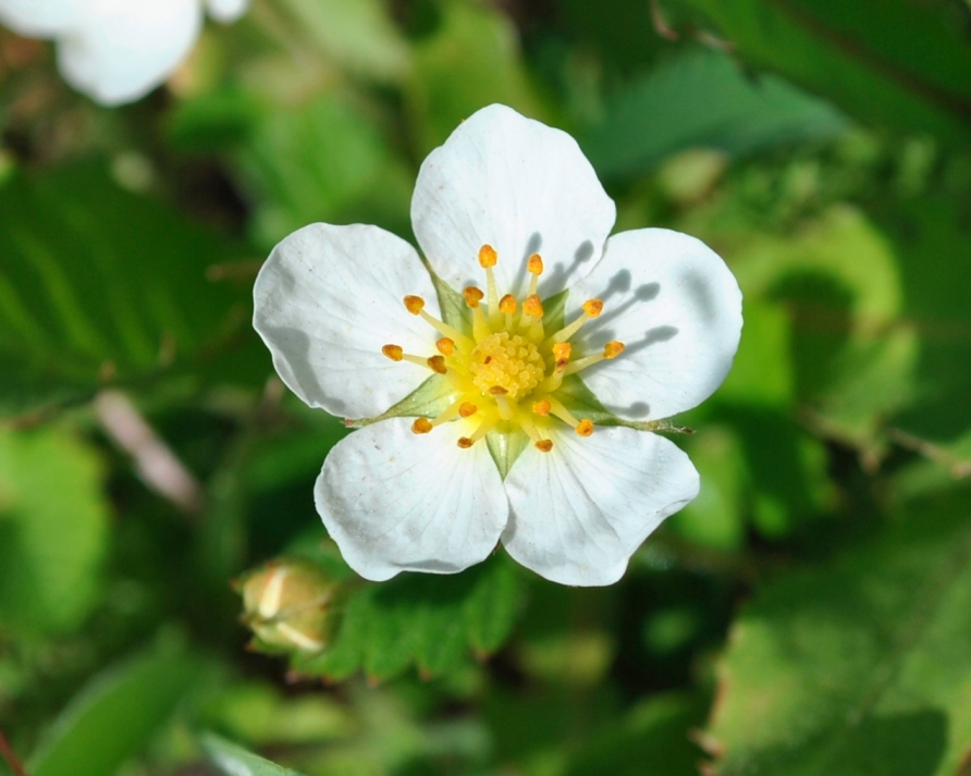 Image of Fragaria mandshurica specimen.