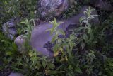 Mentha longifolia