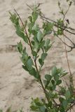Salix starkeana