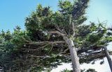 Larix kamtschatica