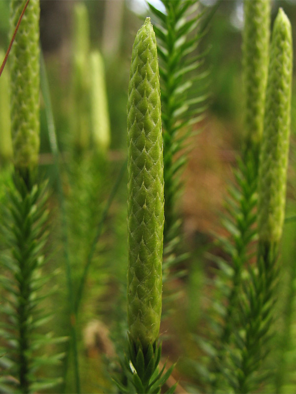 Изображение особи Lycopodium annotinum.