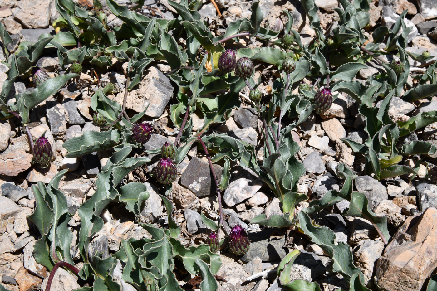 Изображение особи Klasea procumbens.