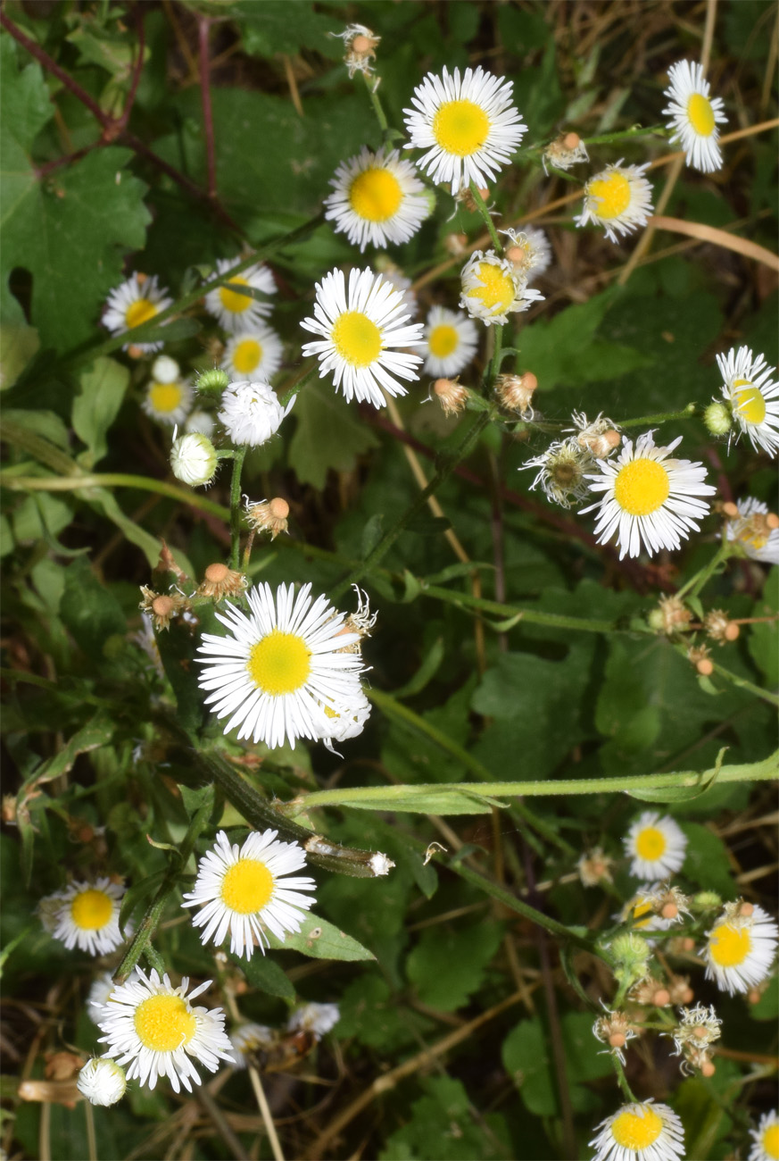 Image of Erigeron strigosus specimen.