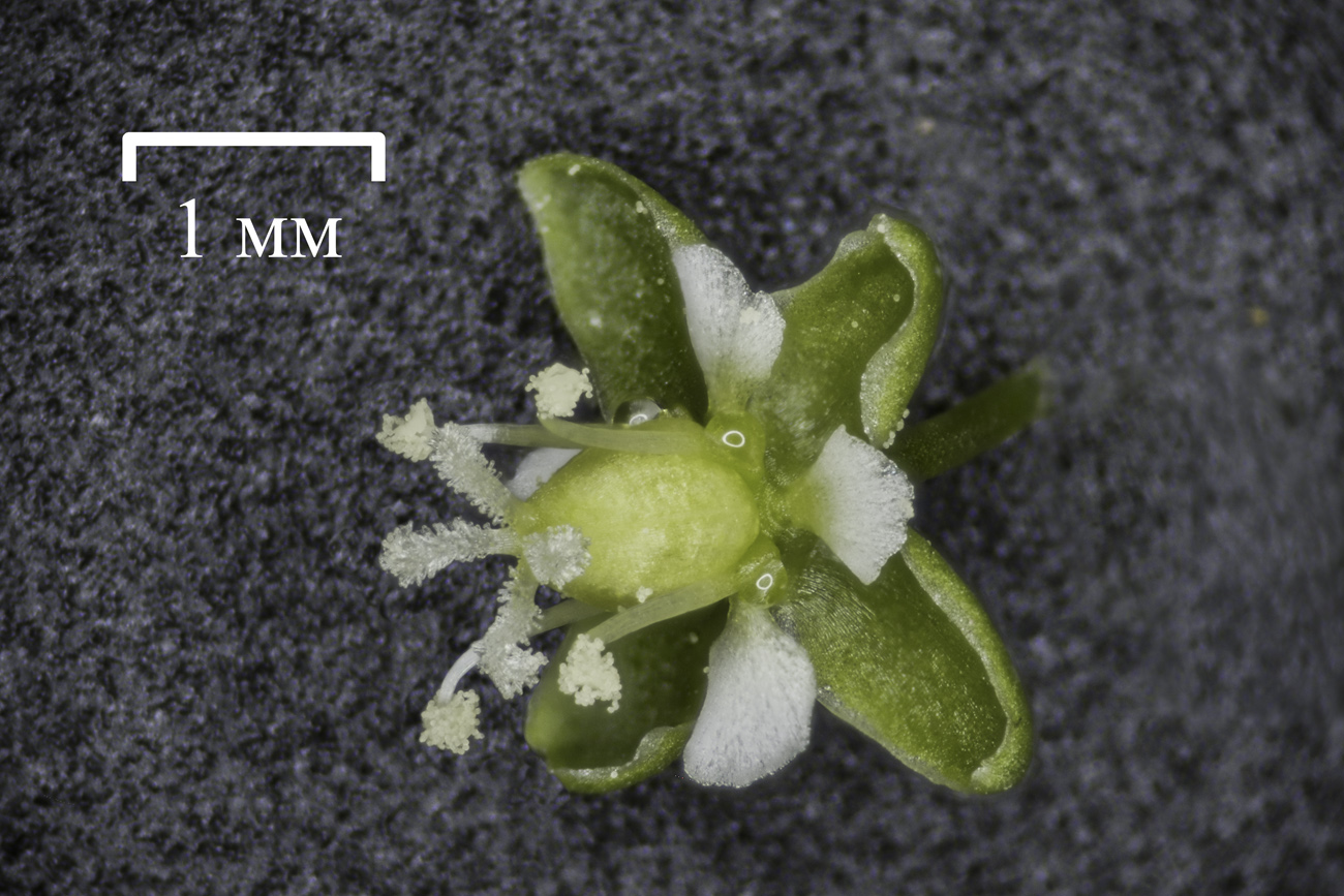 Изображение особи Sagina procumbens.