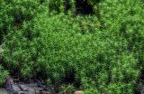 Polytrichum commune. Вегетирующие растения. Вологодская обл., Сокольский р-н, Оларевская гряда, опушка смешанного леса, окраина болота. 13.07.2024.