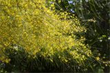 Parkinsonia aculeata