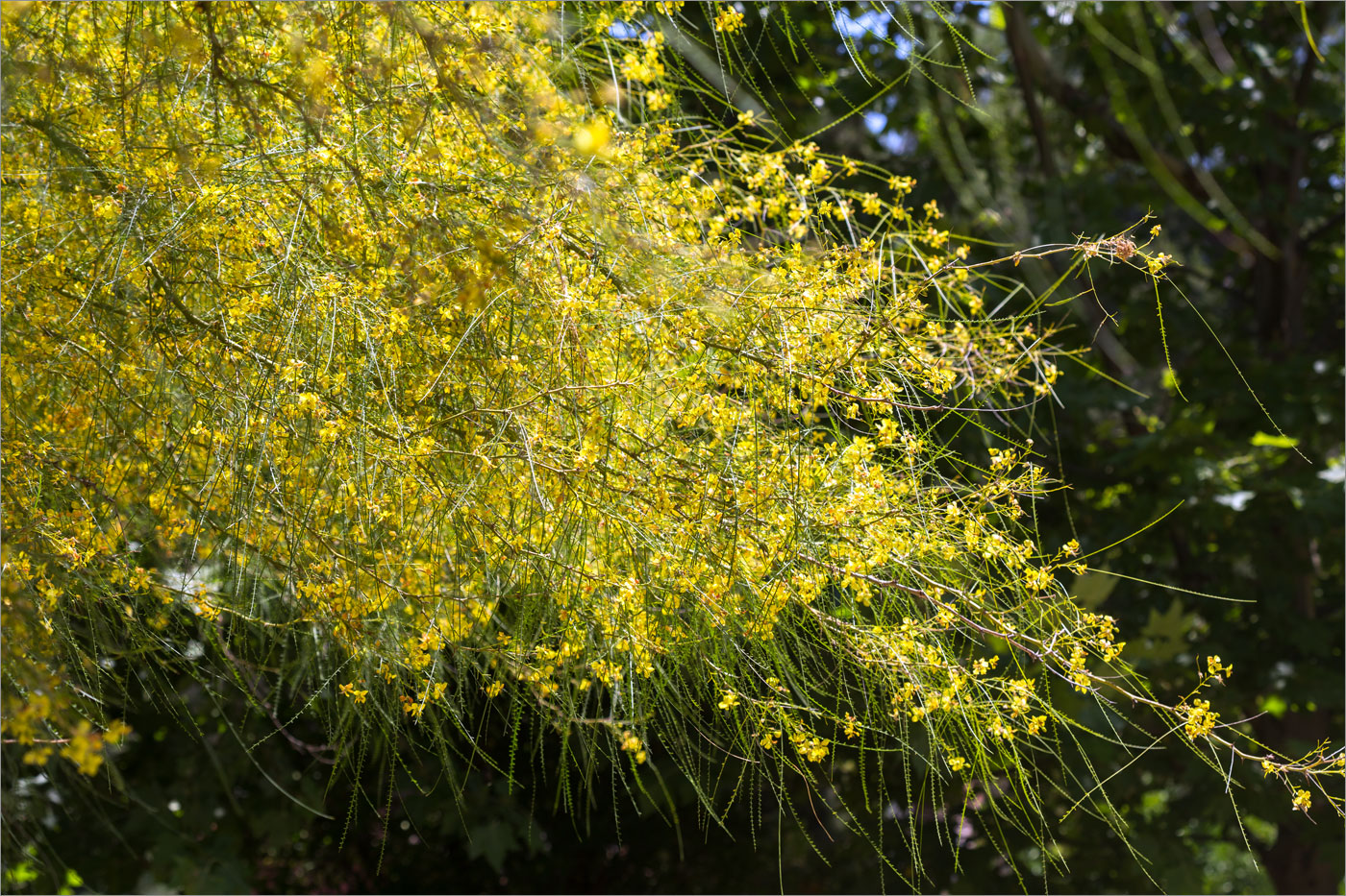 Изображение особи Parkinsonia aculeata.