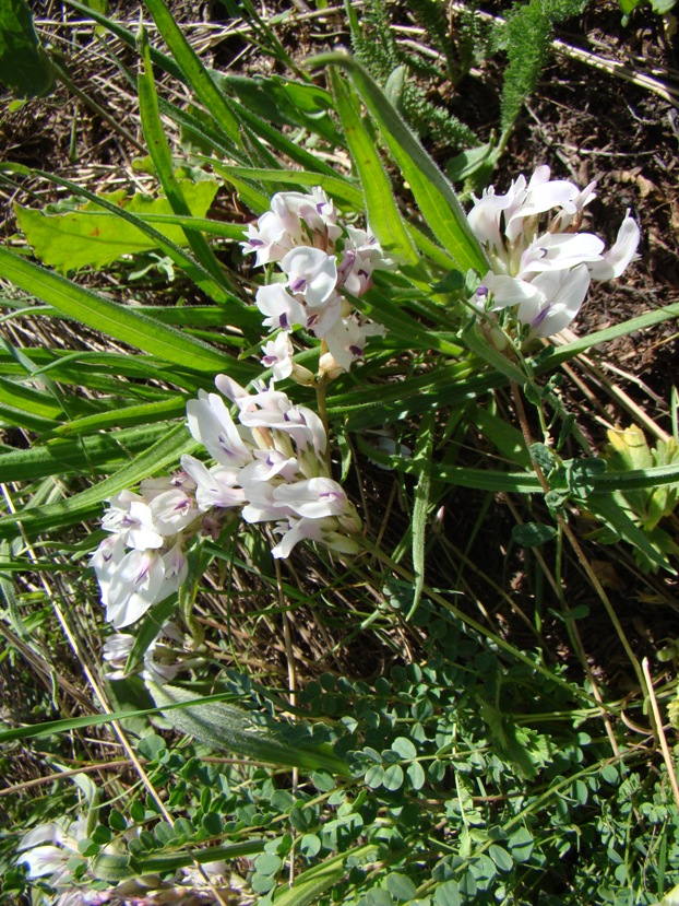 Изображение особи Astragalus polygala.