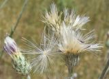 Carduus arabicus