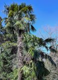 Trachycarpus fortunei