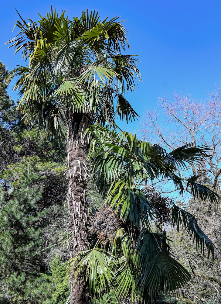Image of Trachycarpus fortunei specimen.