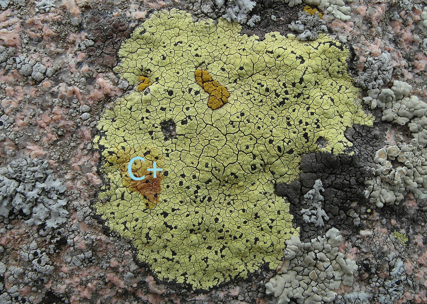 Image of Rhizocarpon superficiale specimen.